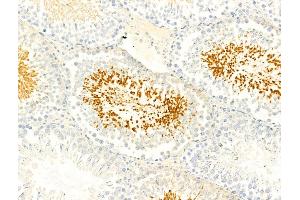 ABIN6266431 and ABIN6267067 at 1/100 staining Rat testis tissue by IHC-P. (TGFB1 anticorps  (C-Term))