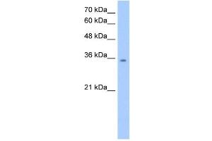 MDH2 antibody used at 2. (MDH2 anticorps)