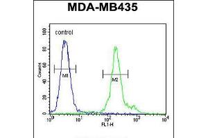Flow cytometric analysis of MDA-MB435 cells (right histogram) compared to a negative control cell (left histogram). (FBXL14 anticorps  (C-Term))