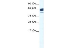 Western Blotting (WB) image for anti-Acetylcholine Receptor Subunit alpha (CHRNA1) antibody (ABIN2461075) (CHRNA1 anticorps)