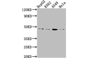 Western Blot Positive WB detected in: HepG2 whole cell lysate, K562 whole cell lysate, A549 whole cell lysate, Hela whole cell lysate All lanes: CD274 Antibody at 1:1000 Secondary Goat polyclonal to rabbit IgG at 1/50000 dilution Predicted band size: 34, 21, 21 kDa Observed band size: 45 kDa (Recombinant PD-L1 anticorps)
