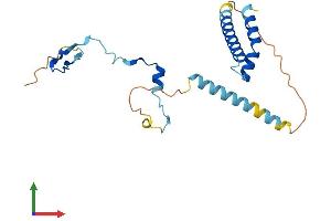 AlphaFold protein structure predicition of Human Recombinant PYM1 Protein, UniprotID Q9BRP8