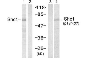 Western blot analysis of extracts from 293 cells, using Shc1 (Ab-427) antibody (E021317, Lane 1 and 2) and Shc1 (Phospho-Tyr427) antibody (E011317, Lane 3 and 4). (SHC1 anticorps)