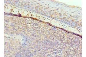 Immunohistochemistry of paraffin-embedded human tonsil tissue using ABIN7153430 at dilution of 1:100 (GAL anticorps  (AA 20-123))