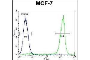 ZN Antibody (Center) (ABIN655374 and ABIN2844929) flow cytometric analysis of MCF-7 cells (right histogram) compared to a negative control cell (left histogram). (ZNF829 anticorps  (AA 127-155))