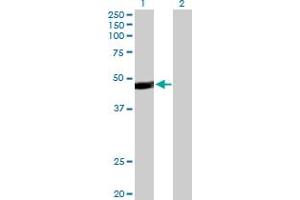 Western Blot analysis of PAX5 expression in transfected 293T cell line by PAX5 MaxPab polyclonal antibody. (PAX5 anticorps  (AA 1-391))