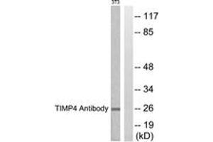 Western blot analysis of extracts from NIH-3T3 cells, using TIMP4 Antibody. (TIMP4 anticorps  (AA 175-224))