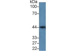 Western Blot; Sample: Mouse Pancreas lysate; Primary Ab: 2µg/ml Rabbit Anti-Human GAL9C Antibody Second Ab: 0. (LGALS9C anticorps  (AA 228-356))