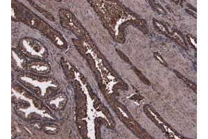 (ABIN6391406) (8 μg/mL) staining of paraffin embedded Human Prostate.