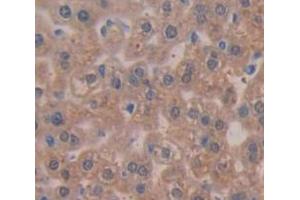 IHC-P analysis of Mouse Tissue, with DAB staining. (TPSAB1 anticorps  (AA 149-273))