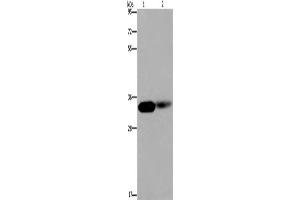 Western Blotting (WB) image for anti-LIM and Senescent Cell Antigen-Like Domains 1 (LIMS1) antibody (ABIN2423731)