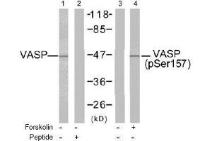 Image no. 2 for anti-Vasodilator-Stimulated phosphoprotein (VASP) (pSer157) antibody (ABIN196950) (VASP anticorps  (pSer157))