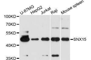 Western blot analysis of extracts of various cell lines, using SNX15 antibody. (SNX15 anticorps)