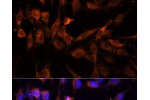 Immunofluorescence analysis of NIH-3T3 cells using YWHAH Polyclonal Antibody at dilution of 1:100 (40x lens).