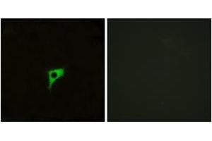 Immunofluorescence (IF) image for anti-Cholinergic Receptor, Muscarinic 2 (CHRM2) (AA 185-234) antibody (ABIN2890806) (Muscarinic Acetylcholine Receptor M2 anticorps  (AA 185-234))