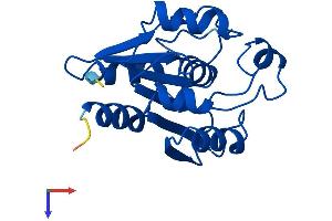 AlphaFold protein structure predicition of Mouse Recombinant Rbbp9 Protein, UniprotID O88851