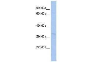 TOMM40L antibody used at 1 ug/ml to detect target protein. (TOMM40L anticorps)