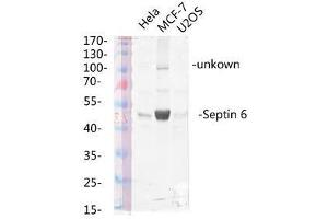 Western Blot (WB) analysis of specific lysis using Septin 6 Polyclonal Antibody. (Septin 6 anticorps  (Internal Region))
