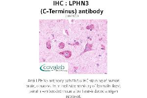 Image no. 1 for anti-Latrophilin 3 (LPHN3) (C-Term) antibody (ABIN1736541) (LPHN3 anticorps  (C-Term))