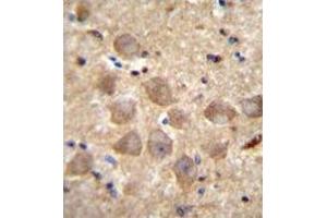 Immunohistochemistry analysis in human brain tissue (formalin-fixed, paraffin-embedded) using PCDHAC2 Antibody , followed by peroxidase conjugation of the secondary antibody and DAB staining. (PCDHAC2 anticorps  (Middle Region))