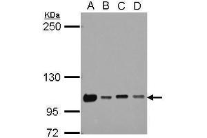 WB Image Sample (30 ug of whole cell lysate) A: 293T B: A431 C: HeLa D: HepG2 5% SDS PAGE antibody diluted at 1:1000 (NKRF anticorps)