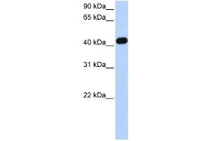 WB Suggested Anti-CKMT2 Antibody Titration: 0. (CKMT2 anticorps  (C-Term))