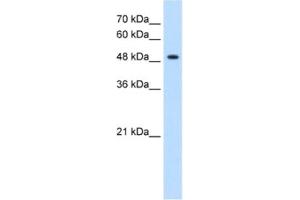 Western Blotting (WB) image for anti-Glycerate Kinase (GLYCTK) antibody (ABIN2463094)