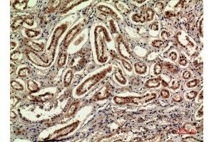Immunohistochemistry (IHC) analysis of paraffin-embedded Human Kidney, antibody was diluted at 1:100. (IDH1 anticorps  (N-Term))