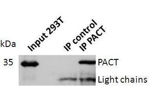 Western blot analysis of PACT expression in lysates of Jurkat cells, astrocytes and 293T cells.