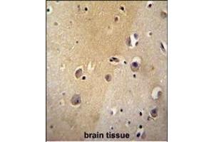 MYLIP antibody (Center) (ABIN651508 and ABIN2840270) immunohistochemistry analysis in formalin fixed and paraffin embedded human brain tissue followed by peroxidase conjugation of the secondary antibody and DAB staining.