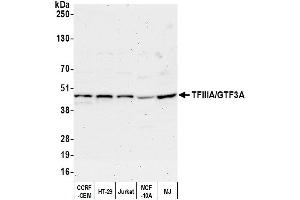 Western Blotting (WB) image for anti-General Transcription Factor IIIA (GTF3A) (AA 1-50) antibody (ABIN7452980)