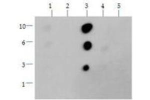 Dot Blot of Rabbit Histone H3 [Dimethyl Lys36] Antibody.
