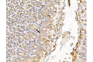 ABIN7095038 and ABIN7099094 at 1/100 staining rat stomach tissue by IHC-P.