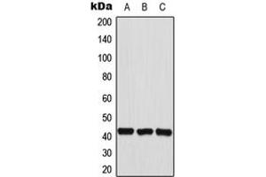 Western blot analysis of HEXIM2 expression in HepG2 (A), HeLa (B), A549 (C) whole cell lysates. (HEXIM2 anticorps  (Center))