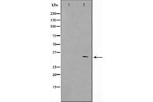 Western blot analysis on HeLa cell lysate using GFRA4 Antibody，The lane on the left is treated with the antigen-specific peptide. (GFRA4 anticorps  (Internal Region))