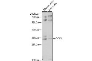 Western blot analysis of extracts of various cell lines, using ODF1 antibody (ABIN7269127) at 1:1000 dilution. (ODF1 anticorps  (AA 80-180))