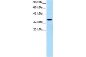 Western Blotting (WB) image for anti-Lymphoid Enhancer-Binding Factor 1 (LEF1) antibody (ABIN2460459) (LEF1 anticorps)