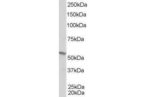 ABIN185296 staining (1µg/ml) of A431 lysate (RIPA buffer, 35µg total protein per lane). (Retinoid X Receptor beta anticorps  (AA 70-83))