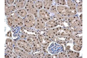 IHC-P Image UFD1L antibody detects UFD1L protein at cytoplasm and nucleus in mouse kidney by immunohistochemical analysis.