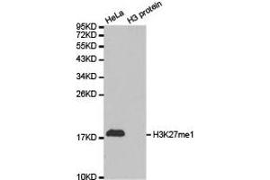 Western blot analysis of extracts of HeLa cell line and H3 protein expressed in E. (Histone 3 anticorps  (H3K27me))