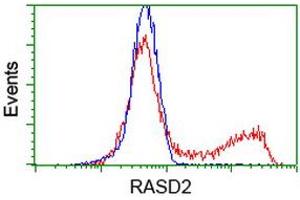 HEK293T cells transfected with either RC201454 overexpress plasmid (Red) or empty vector control plasmid (Blue) were immunostained by anti-RASD2 antibody (ABIN2453975), and then analyzed by flow cytometry. (RASD2 anticorps)