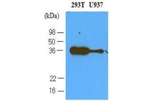 Western Blotting (WB) image for anti-Programmed Cell Death 1 (PDCD1) (AA 21-167) antibody (ABIN2479651)
