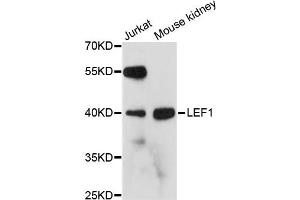 Western blot analysis of extracts of various cell lines, using LEF1 antibody. (LEF1 anticorps)