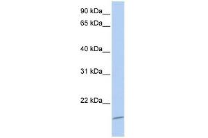 ASCL4 antibody used at 0. (ASCL4 anticorps  (N-Term))
