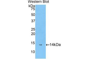 Western blot analysis of the recombinant protein.