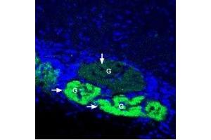 Expression of Glucose Transporter 4 in rat olfactory bulb - Immunohistochemical staining of immersion-fixed, free floating rat brain frozen sections using Anti-GLUT4 Antibody (ABIN7043700, ABIN7044487 and ABIN7044488), (1:400), followed by goat-anti-rabbit-AlexaFluor-488.