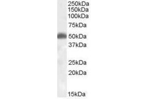 Image no. 1 for anti-Hypocretin (Orexin) Receptor 2 (HCRTR2) (N-Term) antibody (ABIN374884) (HCRTR2 anticorps  (N-Term))
