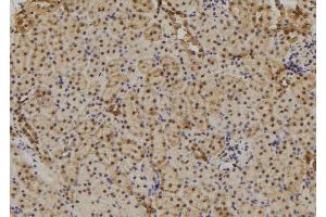 ABIN6277711 at 1/100 staining Mouse kidney tissue by IHC-P. (TAB1 anticorps  (C-Term))