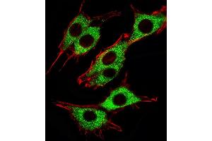 Fluorescent image of PC12 cells stained with Pink1(115-213) Antibody (ABIN387803 and ABIN2843897). (PINK1 anticorps)