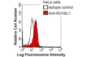 HeLa cells were fixed in 2% paraformaldehyde/PBS and then permeabilized in 90% methanol. (RUVBL1 anticorps)